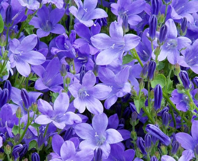200+ Blue Campanula Balloon Flower Seeds Bellflower Flowers Garden Planting