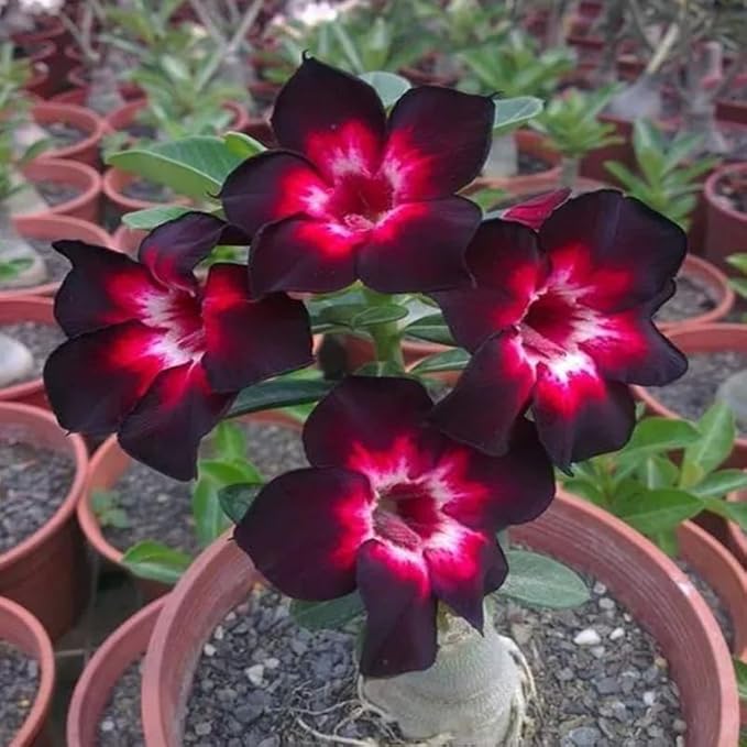 5Pcs-Perennial Desert Rose Seeds for Planting in Home Garden-Drought-Tolerant Ornamental
