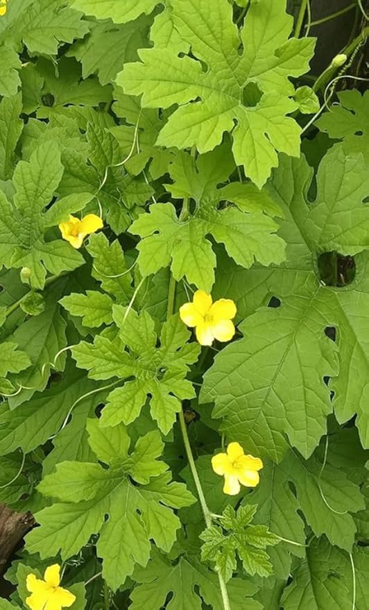 10pcs Momordica Charantia Seeds Bitter Gourd Melon Cundeamor Vine Vegetable Seeds