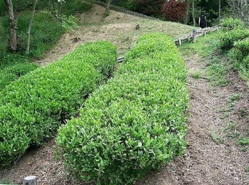 Tea Plant Black & Green Drinking Tea Camellia Sinensis Tree Shrub Flower rasa1ca (5 Seeds)