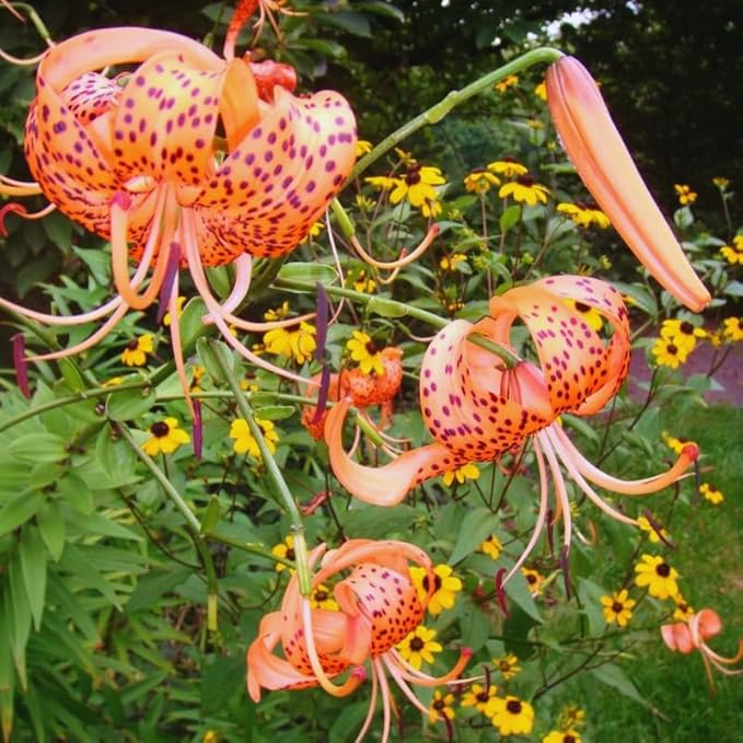 10 Tiger Lilies Bulbs for Planting, Turks Cap Lily Bulbs for Planting Outdoors, Annual Flower Bulb, Easy to Plant