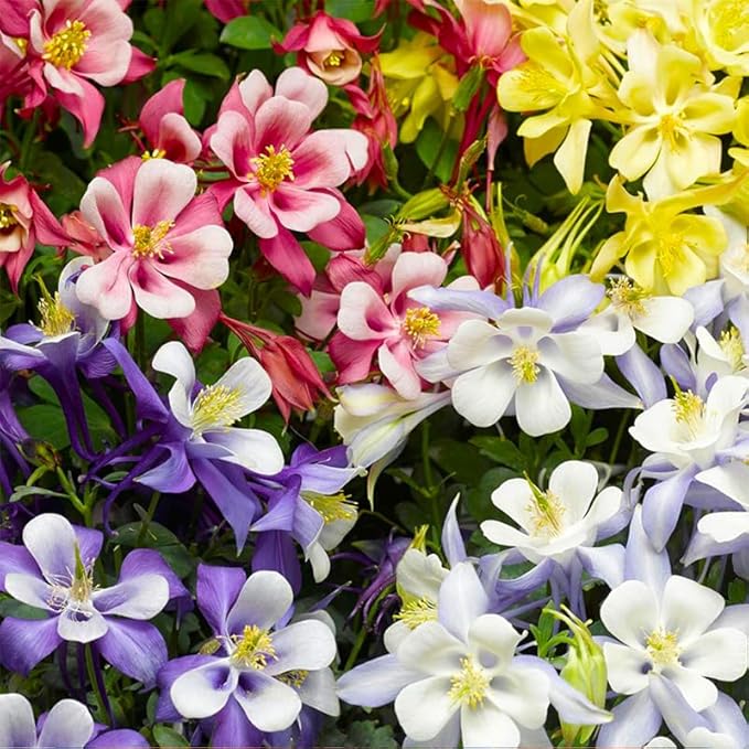 100+ Perennial Aquilegia Hybrida Swan Columbine Garden Flower Seeds for Planting Outdoors-Heirloom Non-GMO Flower Seeds