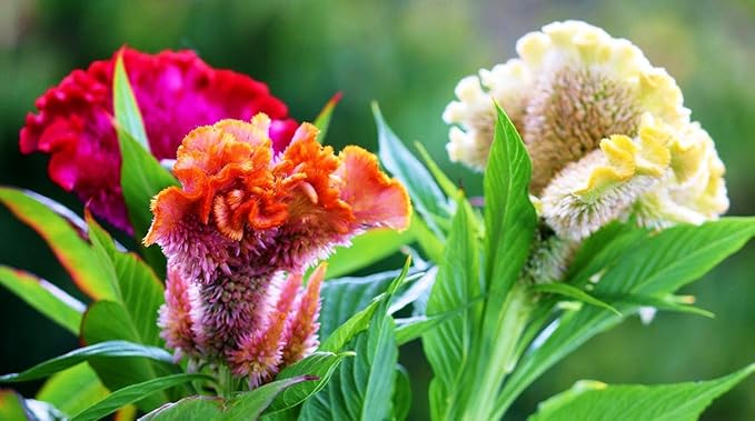 SeedsUP - 150+ Seeds Cockscomb Mix - Celosia Varieties Crested West Indian Toreador - Flower Multicolor