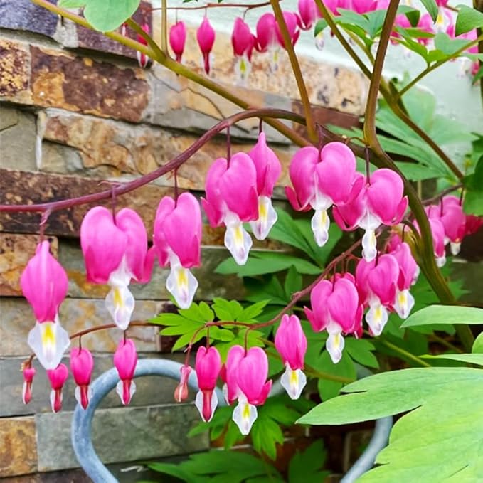 90+Mix Rare Bleeding Heart Seeds for Planting-Non-GMO Heirloom Plant Seeds Garden Outdoor