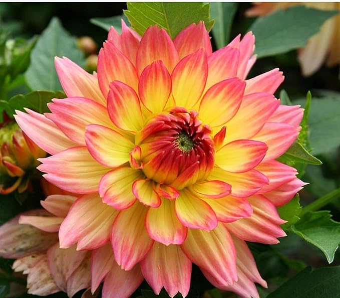 380+ Mixed Dahlia Seeds - Heirloom Non-GMO Flower Seeds, Vibrant Multi-Color Blooms, Cut & Come Again, Attracts Bees & Butterflies for Gardens