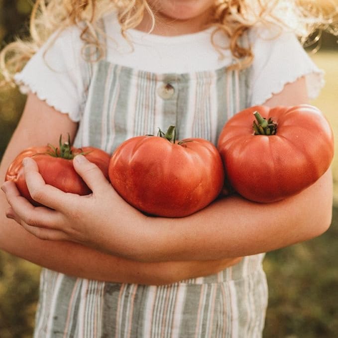 Dester Pink Heirloom Tomato - 50 Seeds - Giant Pink Beefsteak Tomato, Great Slicing Tomato for Burgers & Sandwiches, Non-GMO Heirloom Tomato Seeds for Planting in The Home Garden, Thresh Seed Company