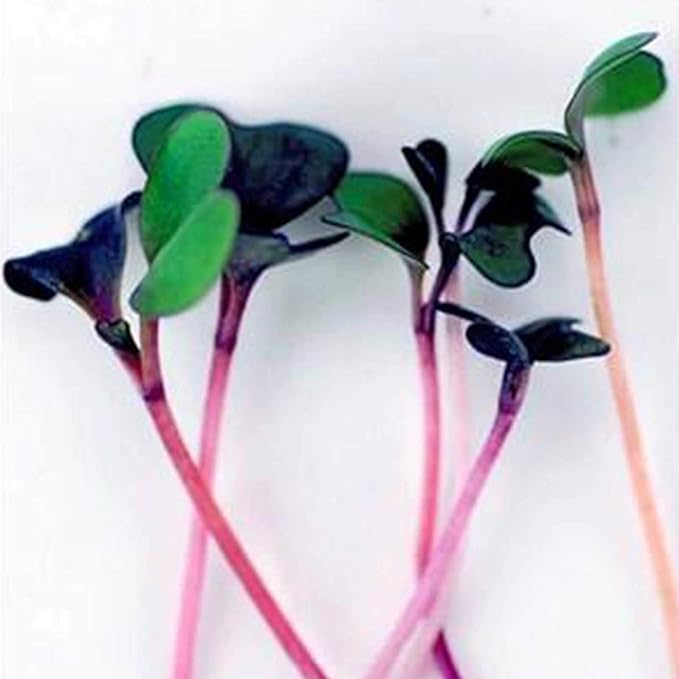 Spicy Salad Mix Micro Greens Seeds: 4 Oz - Non-GMO Seed Blend: Broccoli, Kale, Mustard, Cabbage, Arugula, More