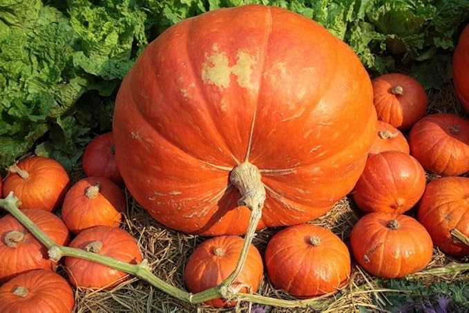 Big Max Pumpkin Seeds 25 Count, COOL BEANS N SPROUTS Brand. Heirloom. Non-GMO. Home Gardening.
