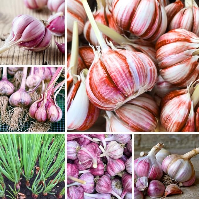 1 Pound Red Hardneck Garlic Bulbs for Planting, Fresh High-Yield Hardy Garlic for Garden or Container Growing