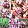 1 Pound Red Hardneck Garlic Bulbs for Planting, Fresh High-Yield Hardy Garlic for Garden or Container Growing