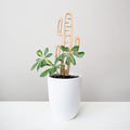 Treleaf Bare™ Cactrella™ – Customizable Wooden Barrel Cactus Leaf Plant Trellis – Regular Size 12” Indoor Plant Support and Decorative Houseplant Stake for Potted Vines and Climbing Plants
