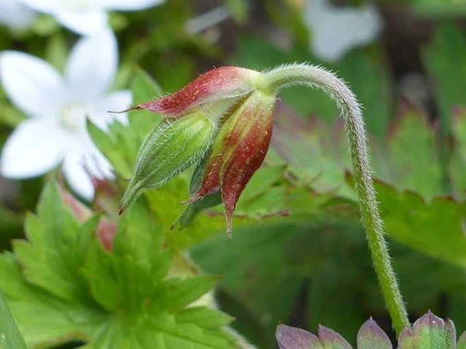 Geranium Mix 50+ Seeds Flowers Planting for Outdoor Indoor