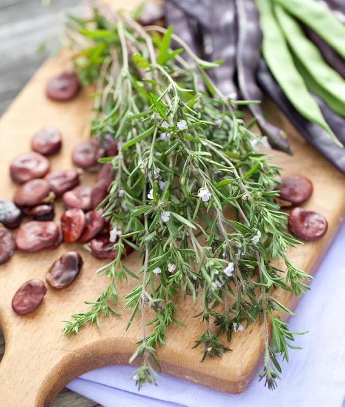 Seeds Summer Savory - Indoor - 1000 Seeds - Heirloom Herb - GMO Free