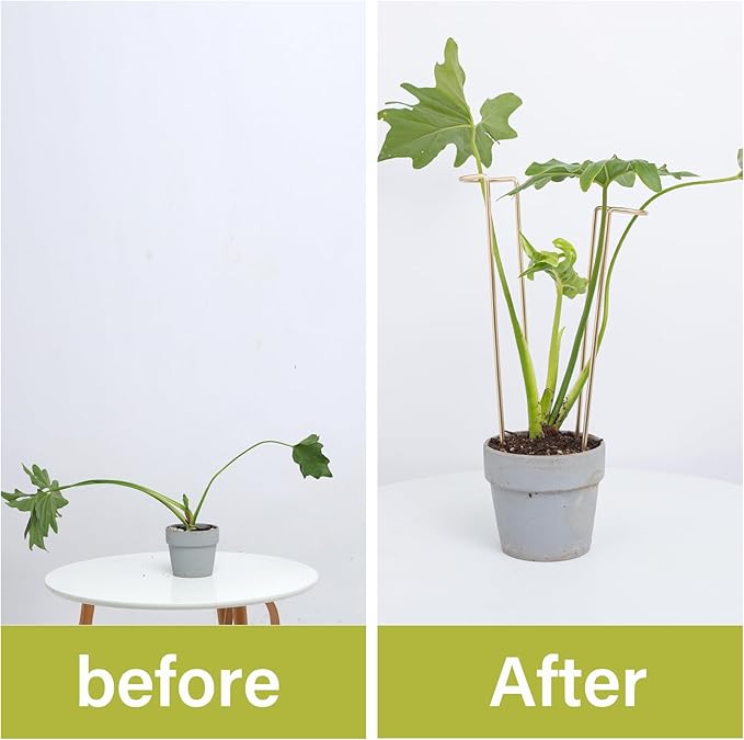 12-Inch Monstera Support - 10 Pack Medium Plant Support for Indoor and Outdoor Plants, Durable Stem Holder Trellis for Monstera and Spring Plant Stakes, Ideal for Home, Balcony, and Terrace