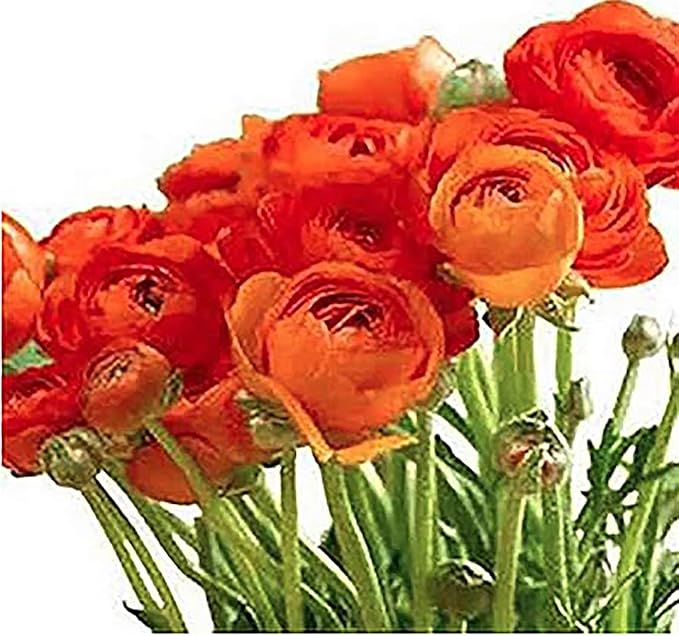 Orange French Peony Ranunculus - 12 Largest Size Corms, Premium Ranunculus Bulbs, Vibrant Orange Flowers, Ideal for Garden Beds, Spring Planting, Stunning Peony-Like Blooms