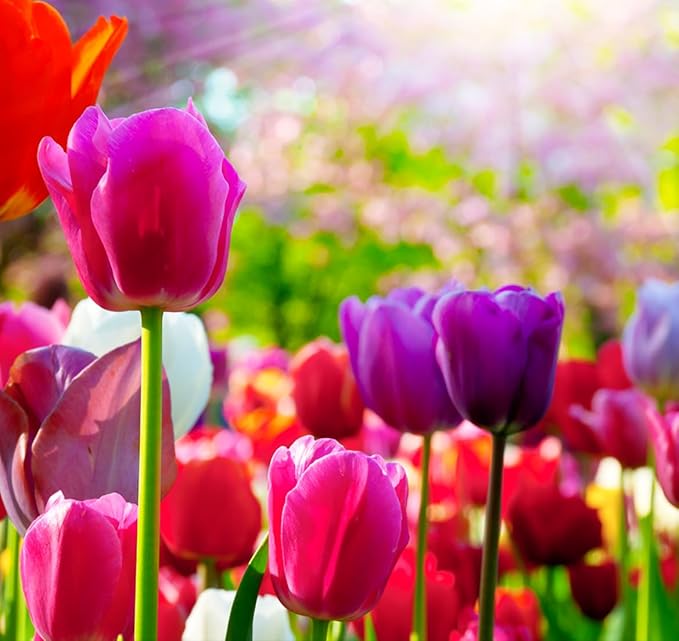 Triumph Tulip Bulbs for Fall Planting Mixed Perennial Hybrids Darwin Changing Colors Emperor Mixture Size 12+ (5, Emperor Mixture)