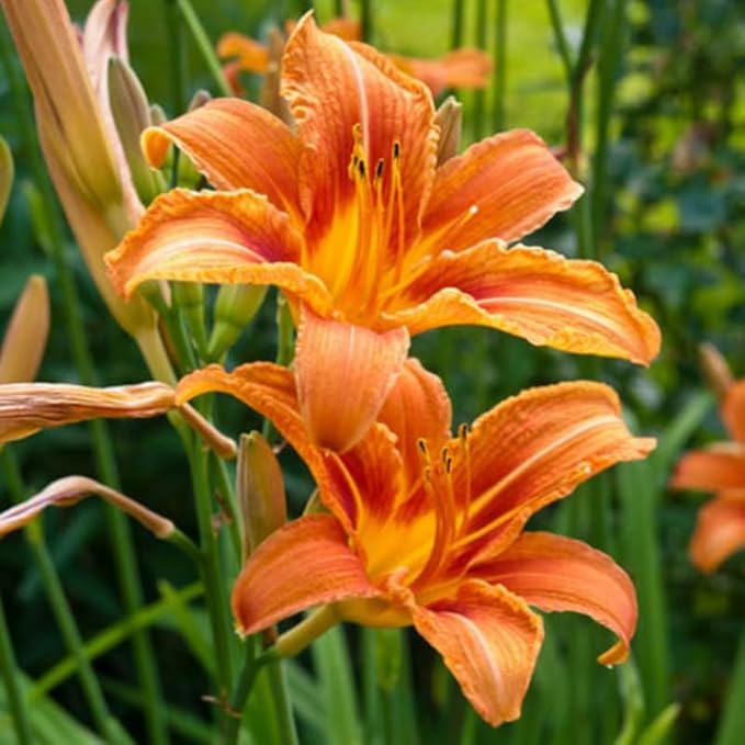 Set 10 Wild Orange Daylily Bulbs for Planting, Hardy Perennial Lily Roots for Colorful Summer Blooms