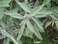 Sage Great Garden Heirloom Herb Seeds by Seed Kingdom (1 Oz Seeds)