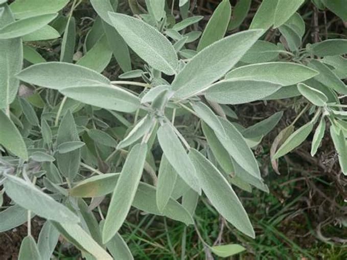 Sage Great Garden Heirloom Herb Seeds by Seed Kingdom (1 Oz Seeds)