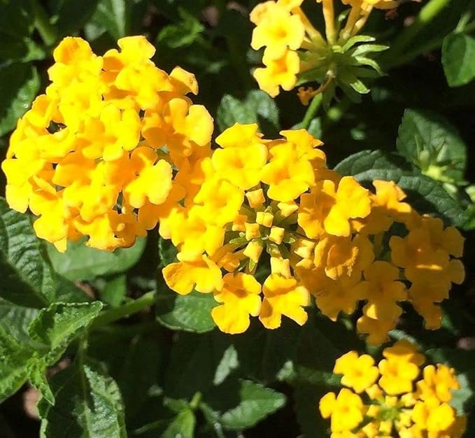 Lantana Mix 100+ Seeds Flowers Planting for Outdoor or Indoor
