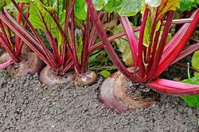 Beet Seed, Beets Sprouting Seeds, Microgreen, Sprouting, 8 OZ, NON GMO - Country Creek Acres Brand - High Sprout Germination- Juicing, Gardening, Hydroponics, Growing Salad Sprouts