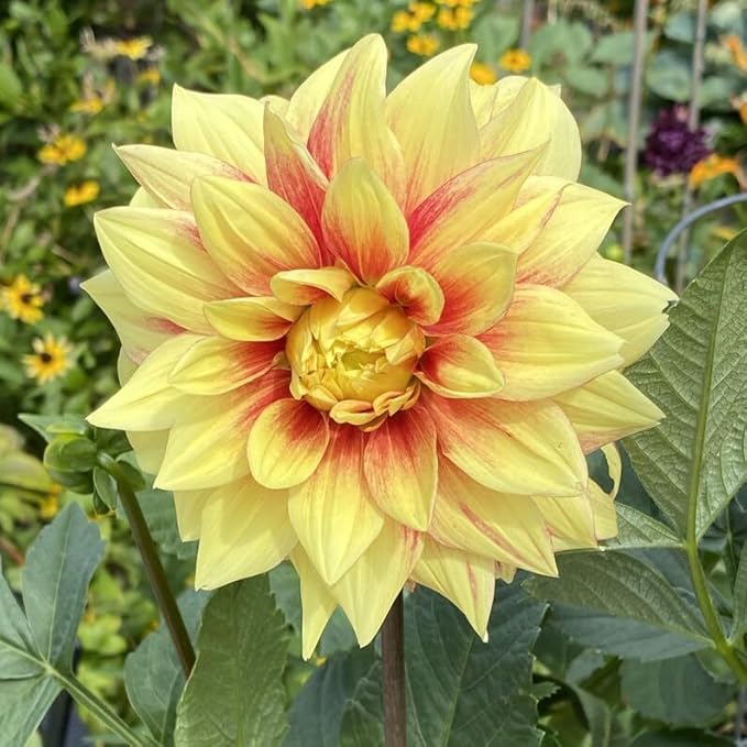 380+ Mixed Dahlia Seeds - Heirloom Non-GMO Flower Seeds, Vibrant Multi-Color Blooms, Cut & Come Again, Attracts Bees & Butterflies for Gardens