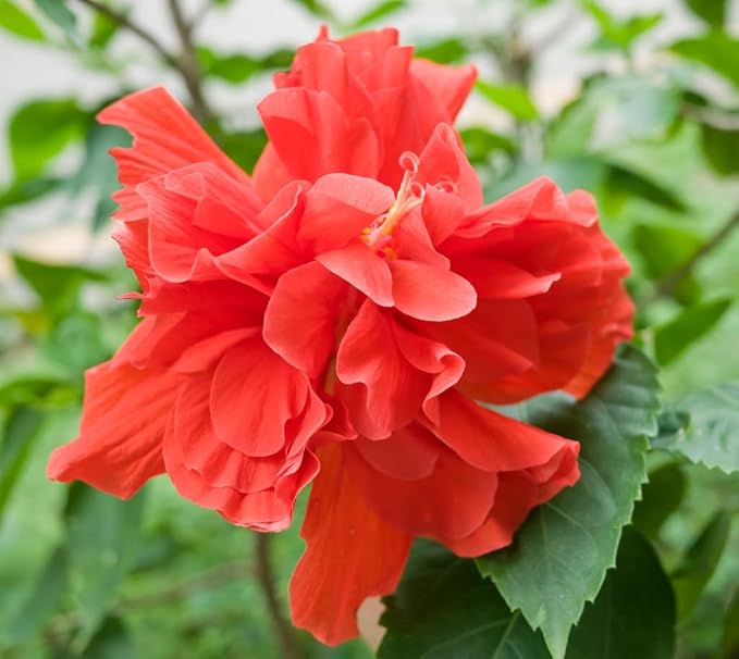 Mixrug Mix Hibiscus Seeds for Planting, 200pcs Rare Perennial Grandiflorus Giant Hibiscus Flower Seeds, Non-GMO Heirloom Beauty Blooms Flowers Plants for Home Garden Outdoors