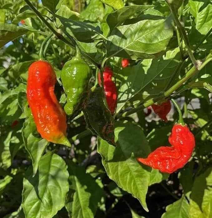 30+ Ghost Pepper Seeds Bhut Jolokia Extremely Hot Pepper Chili Genuine USA Non-GMO Garden Planting