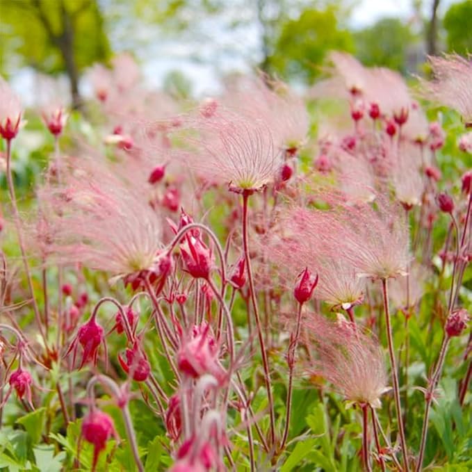 50+ Perennial Prairie Smoke Seeds for Planting - Non-GMO Rare Wildflower Seeds