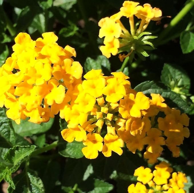50 pcs Lantana Flower Seeds – Colorful Perennial Seeds | Drought-Tolerant, Long-Blooming | Attracts Butterflies & Hummingbirds