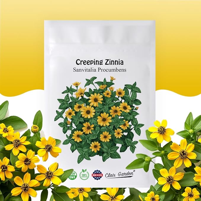Creeping Zinnia - Sanvitalia Procumbens - 1000 Seeds - Bright Colors, Heirloom, Non-GMO, USA Grown, Excellent for Pollinators, Annual - Vibrant Flowers for Any Home Garden