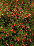 10 Firecracker Cigar Plant (Cigarette/Mexican Cigar) Cuphea Ignea Flower Seeds