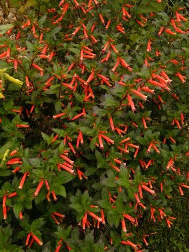 10 Firecracker Cigar Plant (Cigarette/Mexican Cigar) Cuphea Ignea Flower Seeds