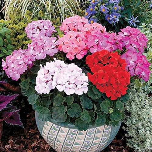 Park Seed Geranium Flowering Plant Seeds, Nano Pink Compact Variety with Full-Sized Blooms on Petite Plants, Great for Indoors or Small Spaces, Pack of 10