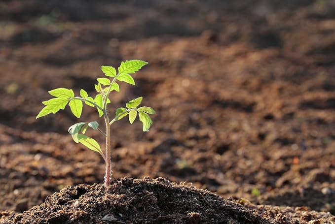 Delicious Tomato Seeds - Large Tomato - One of The Most Delicious Tomatoes for Home Growing, 100+ Seeds
