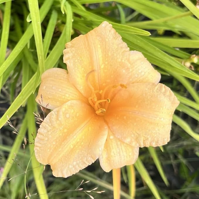 Set 10 Apricot Daylily Bulbs for Planting, Hardy Perennial Lily Roots for Colorful Summer Blooms