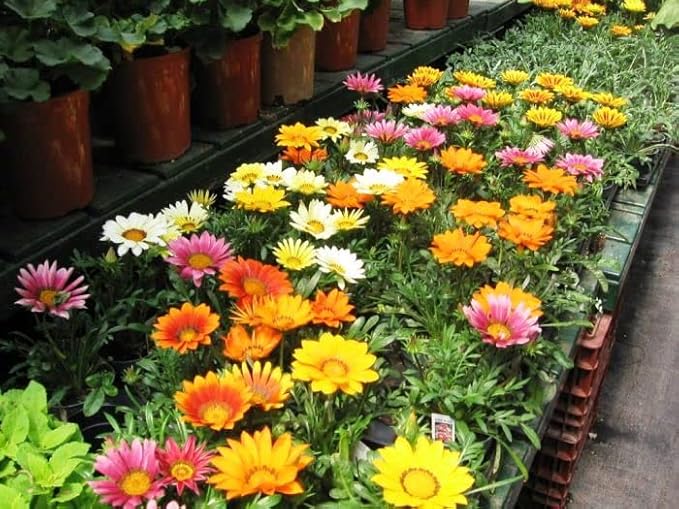 KIRA SEEDS - Seeds Treasure Flower Mix- Gazania - Annual Flowers for Planting - GMO Free