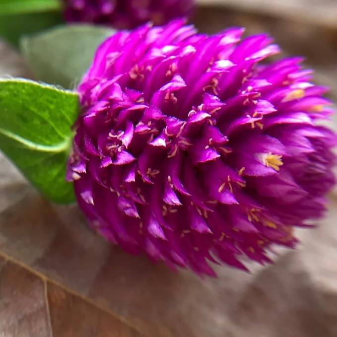 Mixrug Mix Globe Amaranth Flower Seeds for Planting, 300pcs Rare Perennial Globe Amaranth Flower Seeds Non-GMO Heirloom Plants, Open Pollinated Beauty Flowers Home Garden for Outdoors