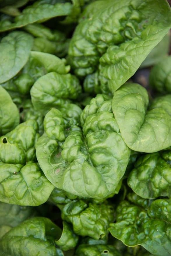 Spinach Bloomsdale Longstanding Pkt - Approx. 300 seeds