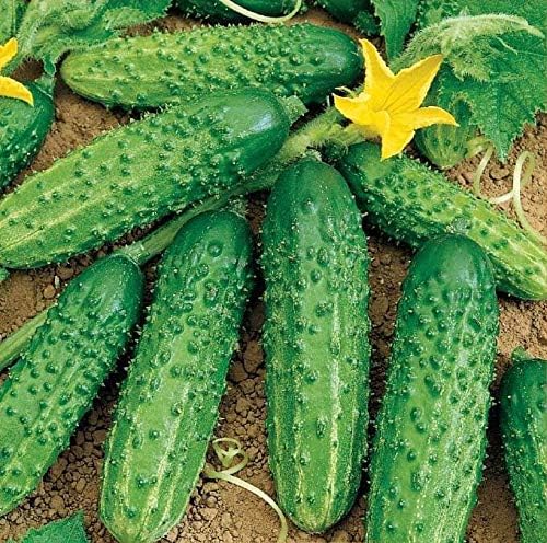 SeedsUP - 40+ Seeds Cucumber Bush Champion for Small-Space - Vegetable Green