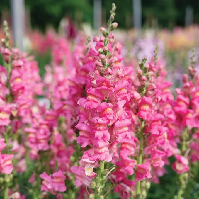 100+Mix Snapdragon Flower Seeds for Planting Outdoor-Growing Snapdragons in Your Cut Flower Garden