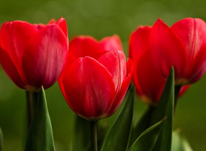 Tulipa Fringed Mixture Tulip Bulbs Size 11/12 for Planting - Plant in Fall, Winter or Early Spring (Red Emperor, 15, Count)