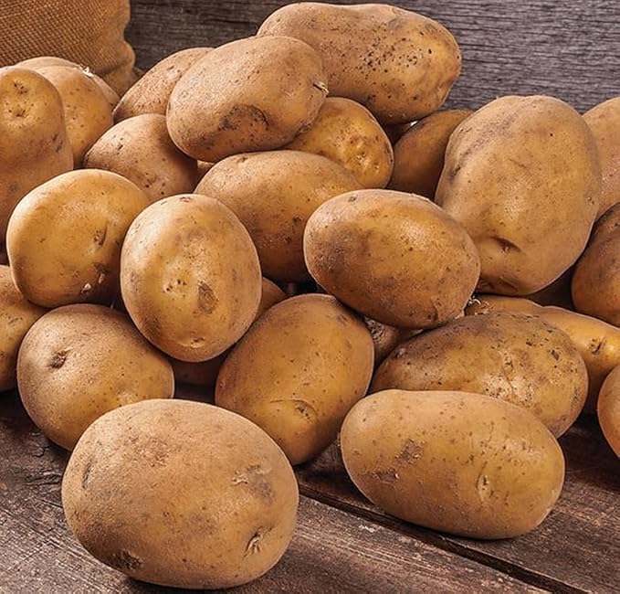 Yukon Potato Seeds for Planting Outdoors, 60 Seeds True Potato Seeds Easy for Growing from Seeds