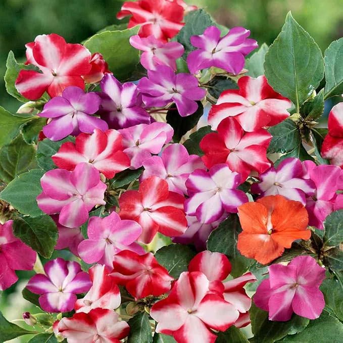 Outsidepride Accent Star Mix Impatiens Flower Seeds - 100 Pcs Annual, Compact & Pollinator Friendly, Impatiens Seeds for Planting w/Vibrant, Abundant Blooms for Shade Gardens & Container Displays