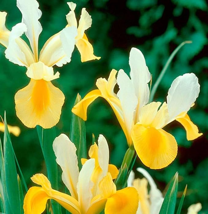 Votaniki Montecito & Miss Saigon Iris Mix Bulbs - Perennial Dutch Iris, Fragrant Blooms | Spring Flowering 30x Montecito and 30x Miss Saigon Iris Bulbs - Easy to Grow (60 Pack)