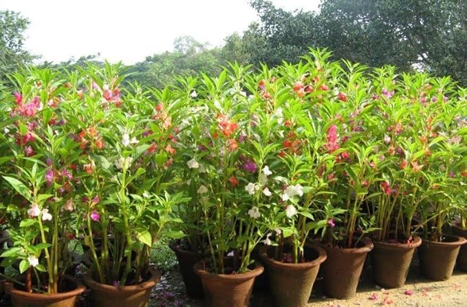 Balsam Garden Mix Seeds – Impatiens Balsamina | Heirloom Touch-Me-Not Flowers | Easy-to-Grow Annual for Vibrant Blooms