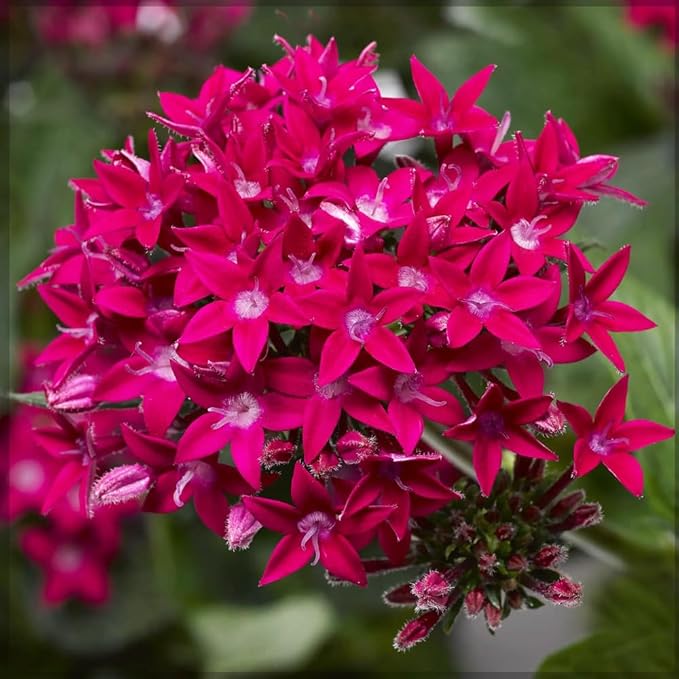 100+ Perennial Pentas Seeds for Planting Outdoor-Pentas Lanceolata Flowers Seeds Non-GMO -Egyptian Star Cluster Seed Lucky Star for Outdoor Garden