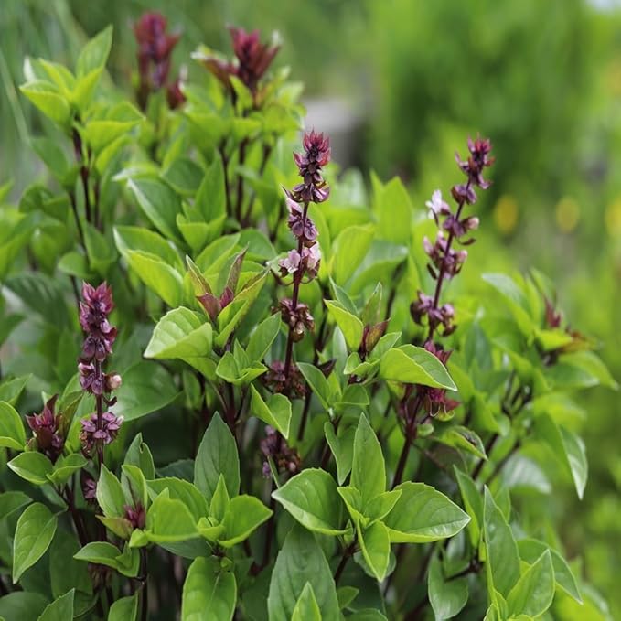 Sweet Thai Basil Seeds for Planting - Heirloom Non-GMO Packet with Instructions to Plant a Home Herb Garden – Indoor or Outdoor Gardening – Great for Hydroponics, 3 Packets