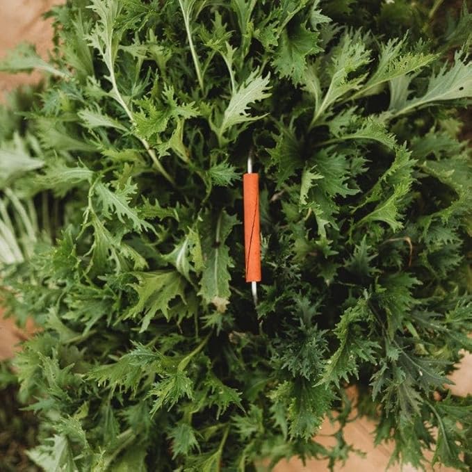 Kyoto Green Mizuna - 500 Seeds - Productive Asian Green, Japanese Heirloom Mustard, Produces Large Rosettes, Non-GMO Mizuna Seeds for Planting in The Home Garden, Thresh Seed Company