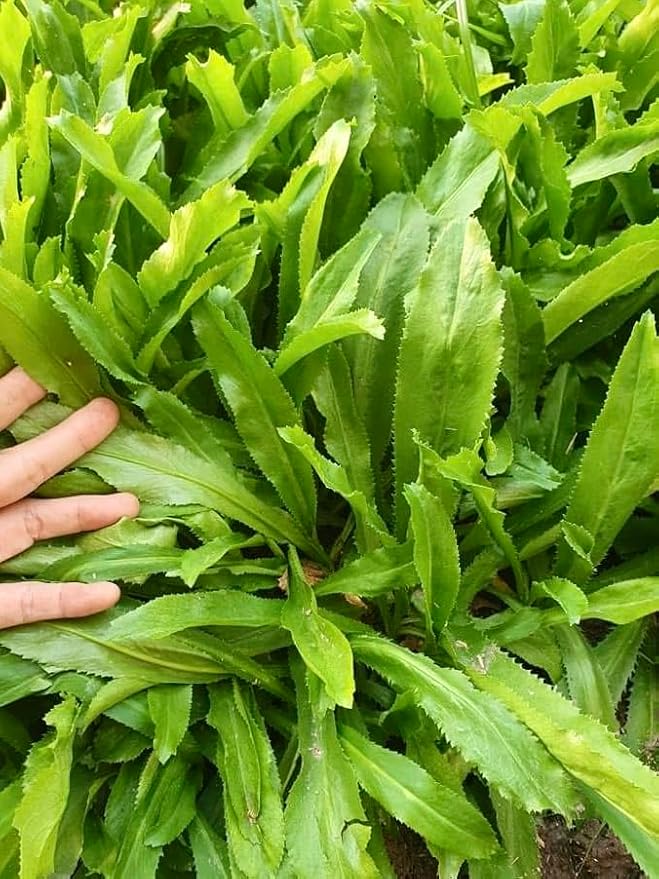 3500+ Culantro Seeds – Ngò GAI – Sawtooth Herb – Mexican Coriander – Long Coriander – Recao – Fitweed Seeds – Organic, Non-GMO, Heirloom– Made in USA, Vegetable for Yard & Garden Planting